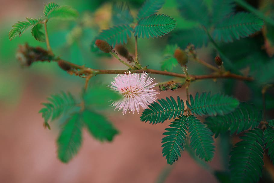 Close Up Photography of Pink Bottle Brush Flower, blooming, blurred background HD wallpaper