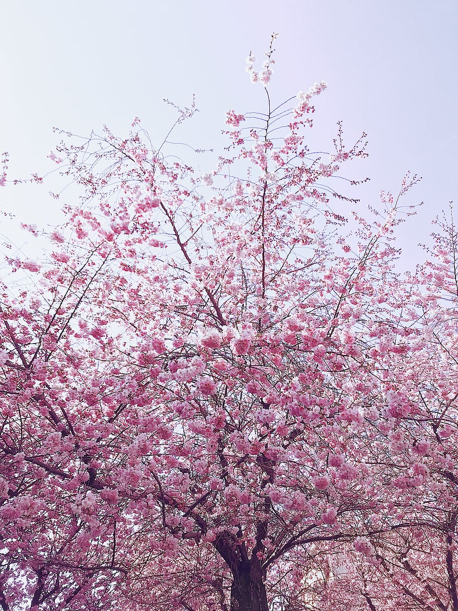 Photo of Cherry Blossom Tree, beautiful, blooming, branches, bright, HD wallpaper