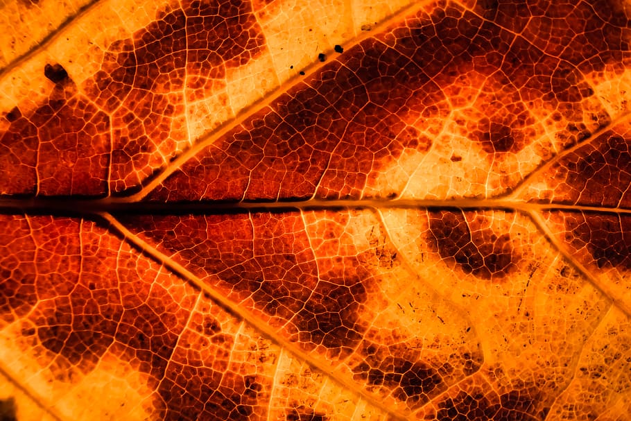 brown leaf, nature, orange color, backgrounds, no people, pattern HD wallpaper