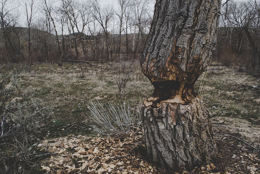 Photo of Brown Tree Trunk, daylight, environment, outdoors, wood HD wallpaper