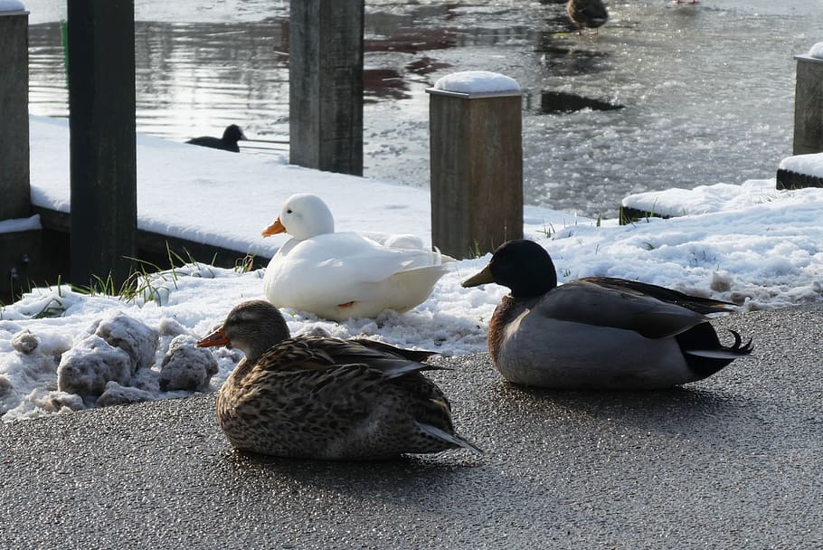 ducks, ditch, cold, frost, winter, snow, frozen, beak, bird HD wallpaper