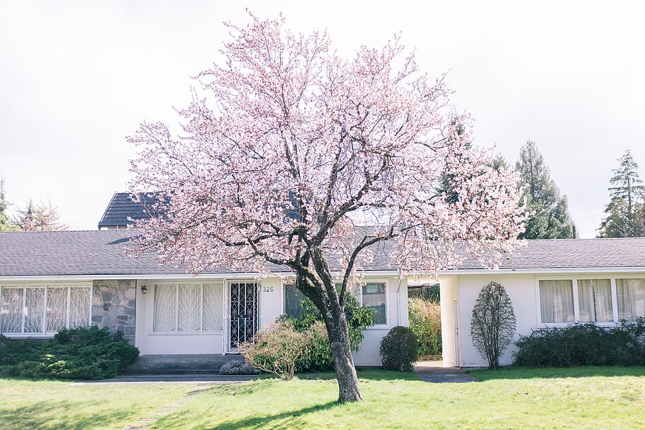 pink, tree, cherry blossom, spring, vancouver, green, springtime HD wallpaper