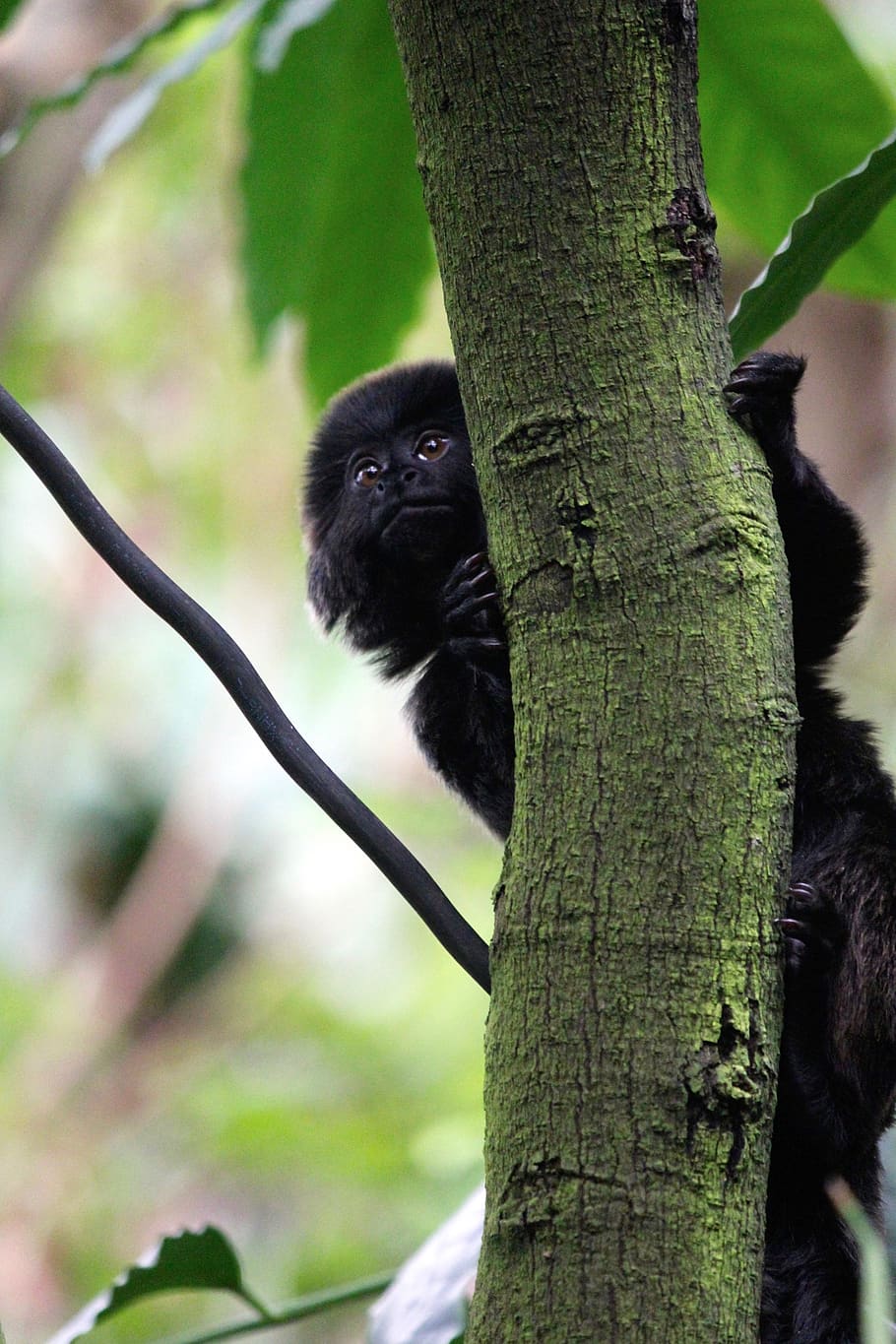 monkey, tree, rain forest, nature, animals, animal themes, one animal HD wallpaper