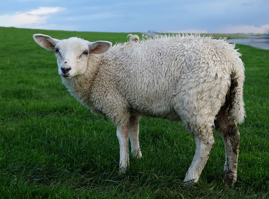 sheep, mammal, grass, meadow, dike, north beach, nordfriesland HD wallpaper