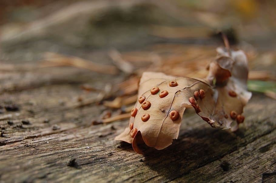 cherkasy, ukraine, wood - material, selective focus, nature HD wallpaper