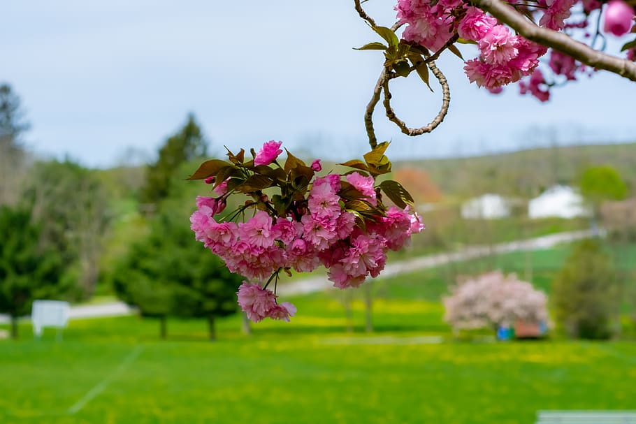 tree, blooming, springtime, blossom, branch, botany, sky, sun HD wallpaper