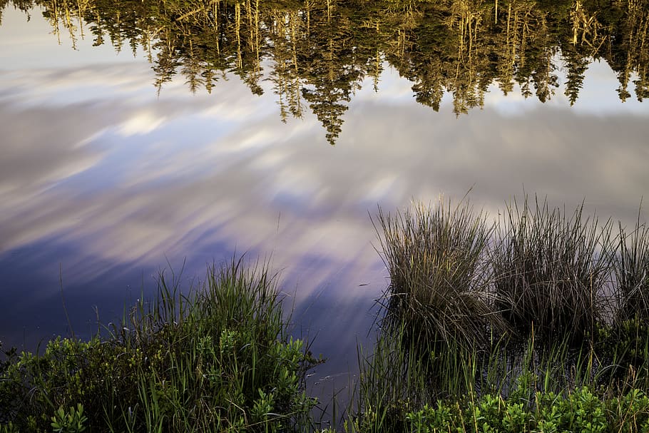 canada, tor bay, reflection, trees, water, plant, beauty in nature HD wallpaper