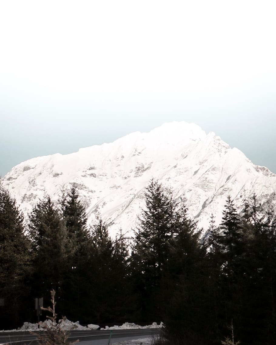 snowy peak mountain, plant, tree, abies, fir, conifer, united states HD wallpaper
