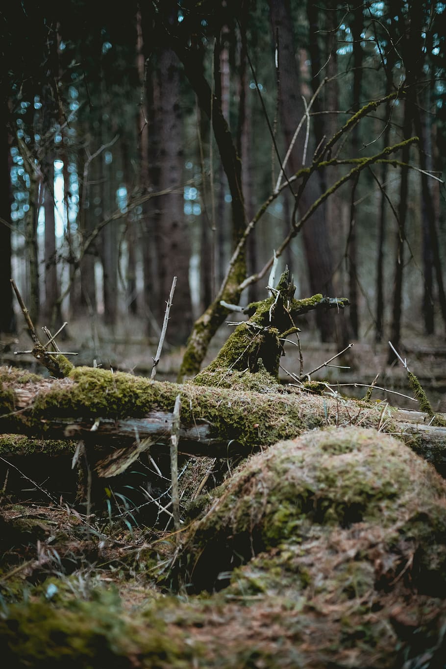 green moss on dried trees, frost, grey, trist, moo, gloomy, cold HD wallpaper