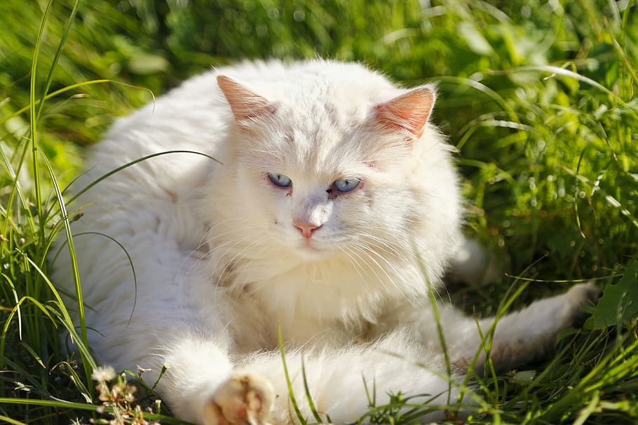 domestic, cat, animal themes, pets, domestic cat, feline, domestic animals HD wallpaper