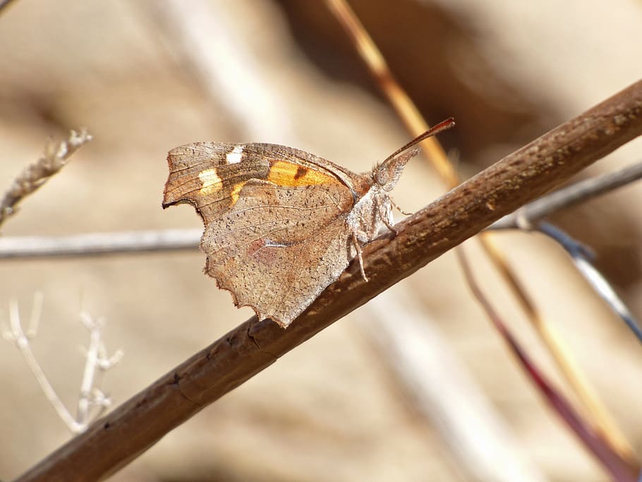 butterfly, libythea celtis, hackberry, papallona dels lledoners HD wallpaper
