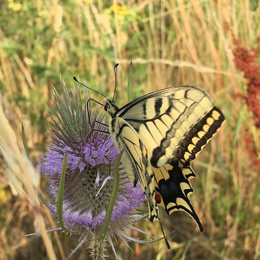 butterfly, thistle, bug, blossom, summer, butterflies, flower, HD wallpaper