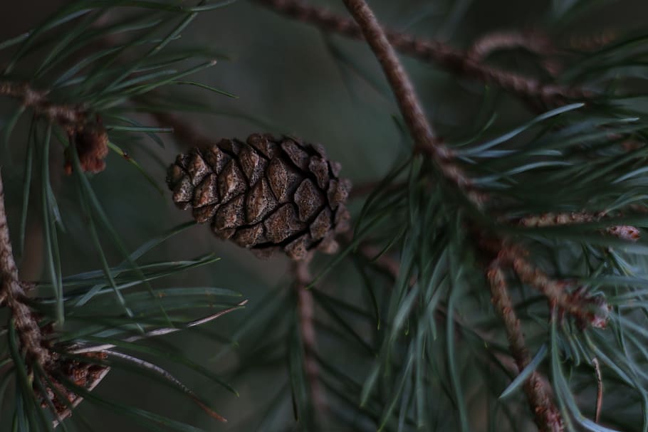 pinecone, trees, forest, green, dark, nature, growth, leaf, HD wallpaper