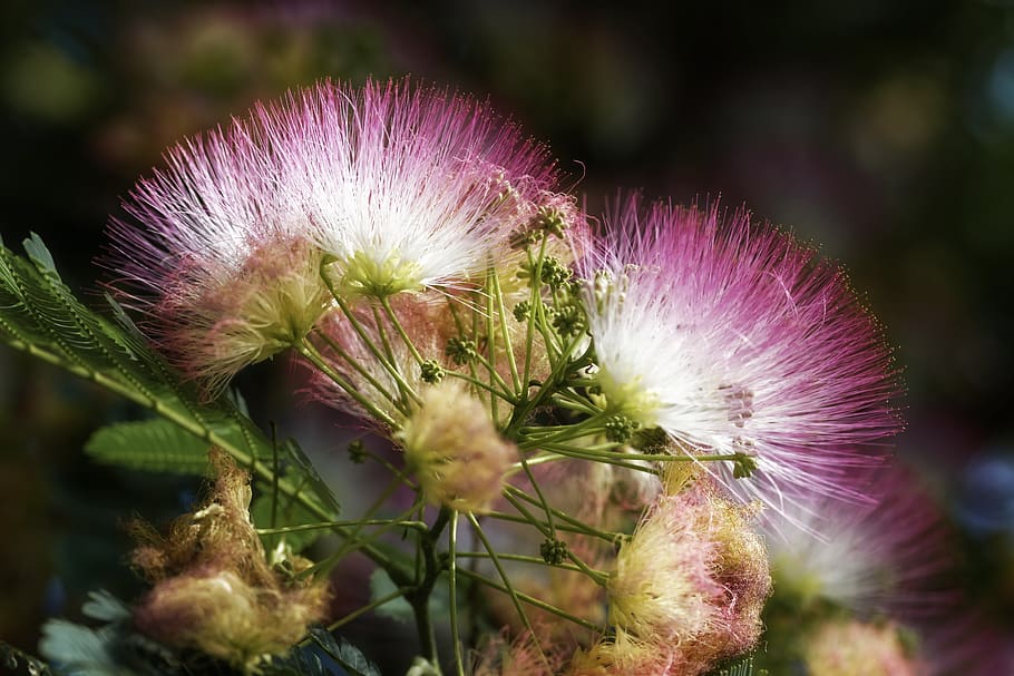 flowers, silk, pink, tree, blooming, spring, branch, beauty HD wallpaper
