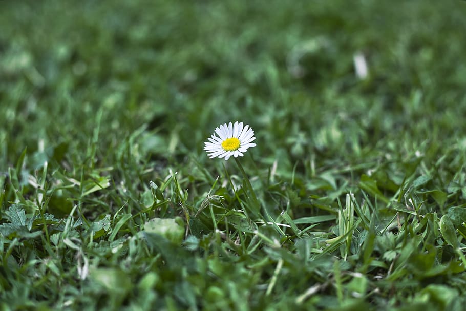 daisy, grass, green, petals, flower, plant, flowering plant HD wallpaper