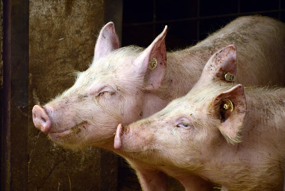 pigs, animals, pets, bio, agriculture, animal husbandry, breeding HD wallpaper