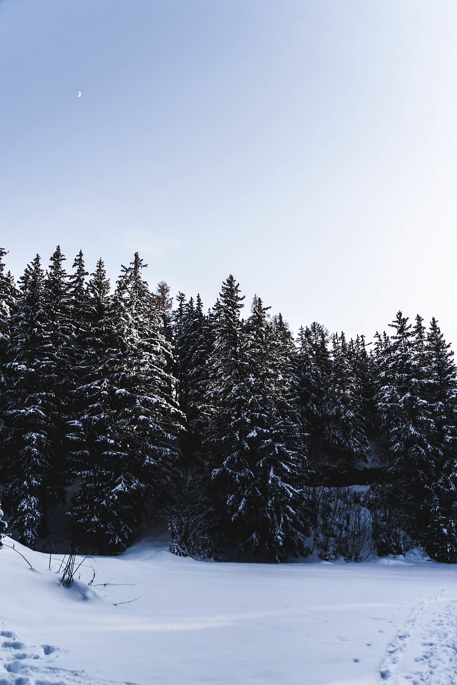 pine trees during daytime, winter, snow, cold temperature, plant HD wallpaper