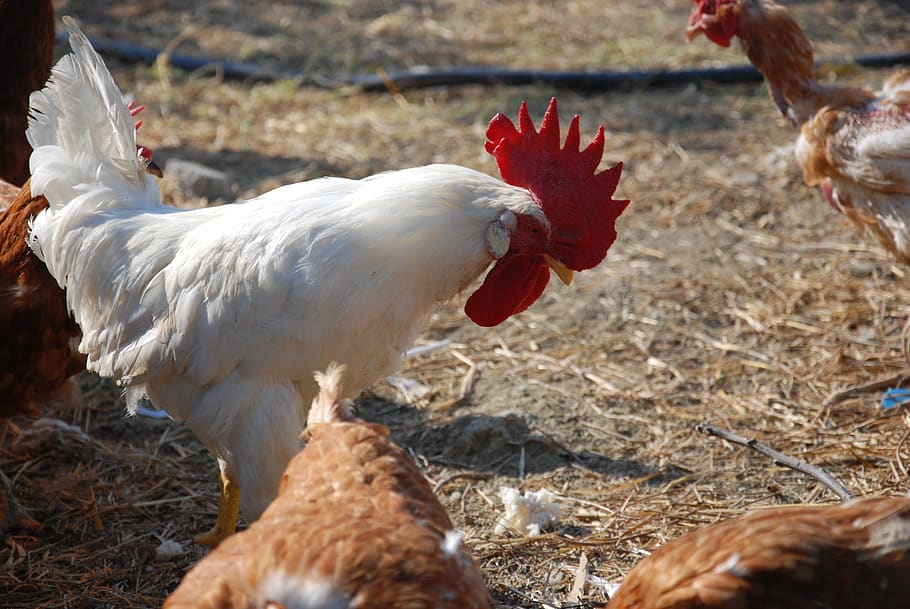 animal, farm, cocks, comb, chicken, animal themes, domestic, HD wallpaper