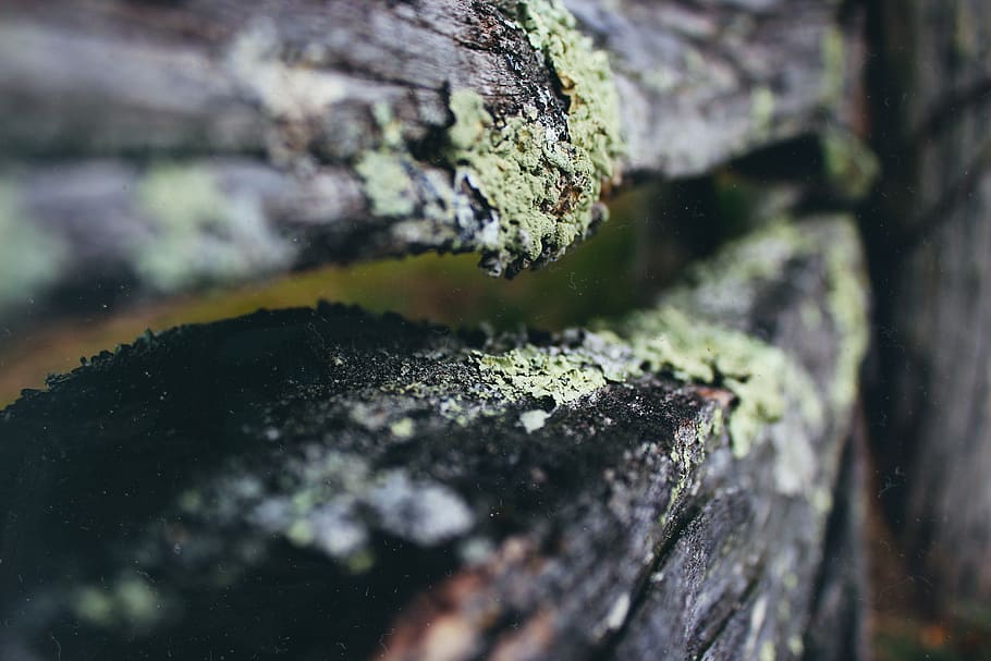 nature, rustic, vintage, moss, old fence, selective focus, close-up HD wallpaper