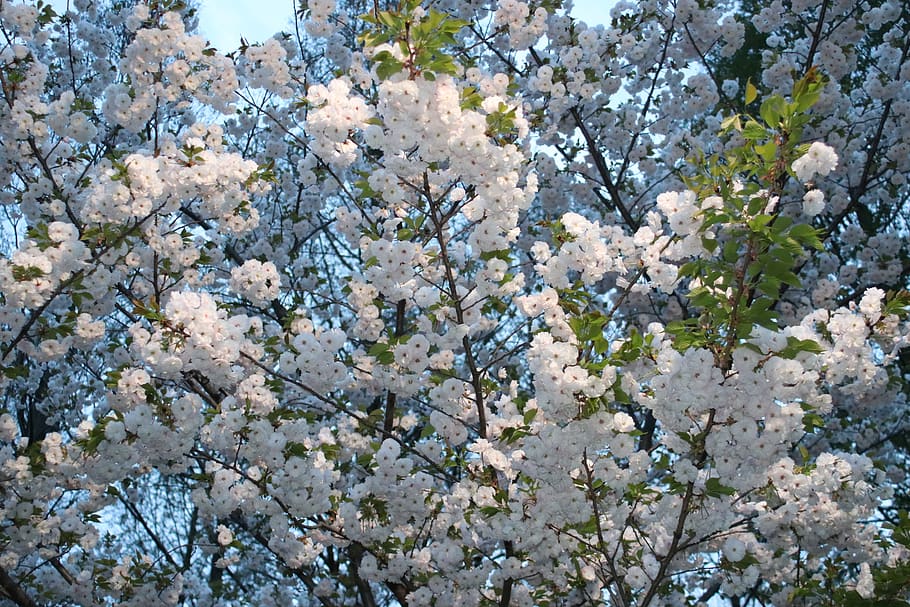 cherry, spring, japan, bloom, blossom, flowers, flowering plant HD wallpaper