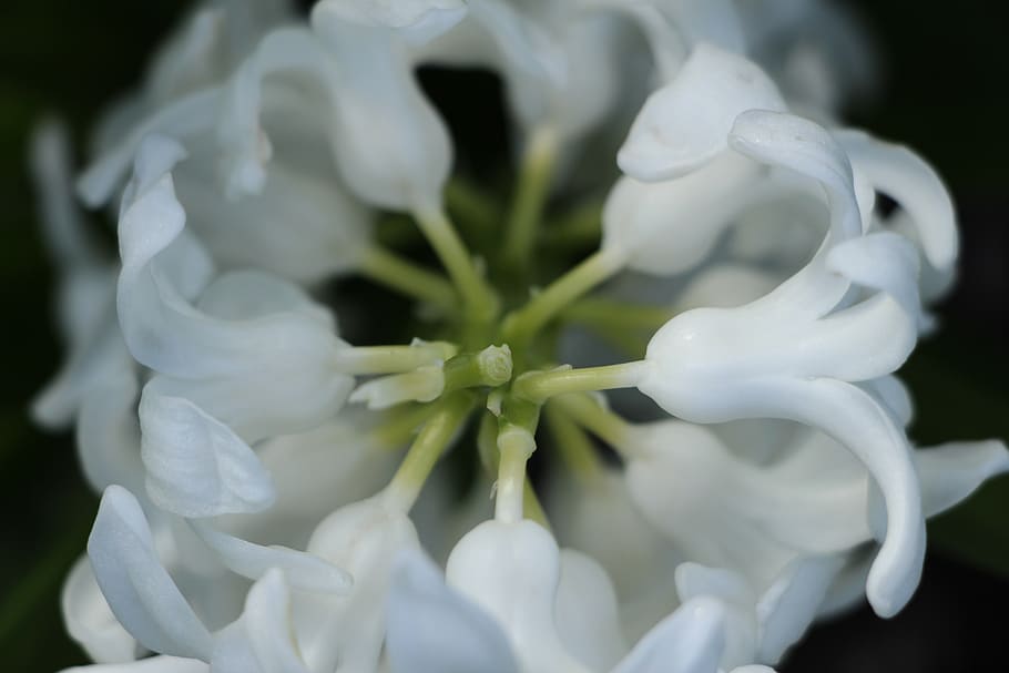 ireland, dublin, flower, spring, plant, flowering plant, growth HD wallpaper