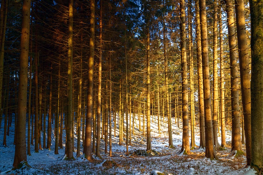 forest, winter, snow, trees, nature, sun, light, incidence of light HD wallpaper