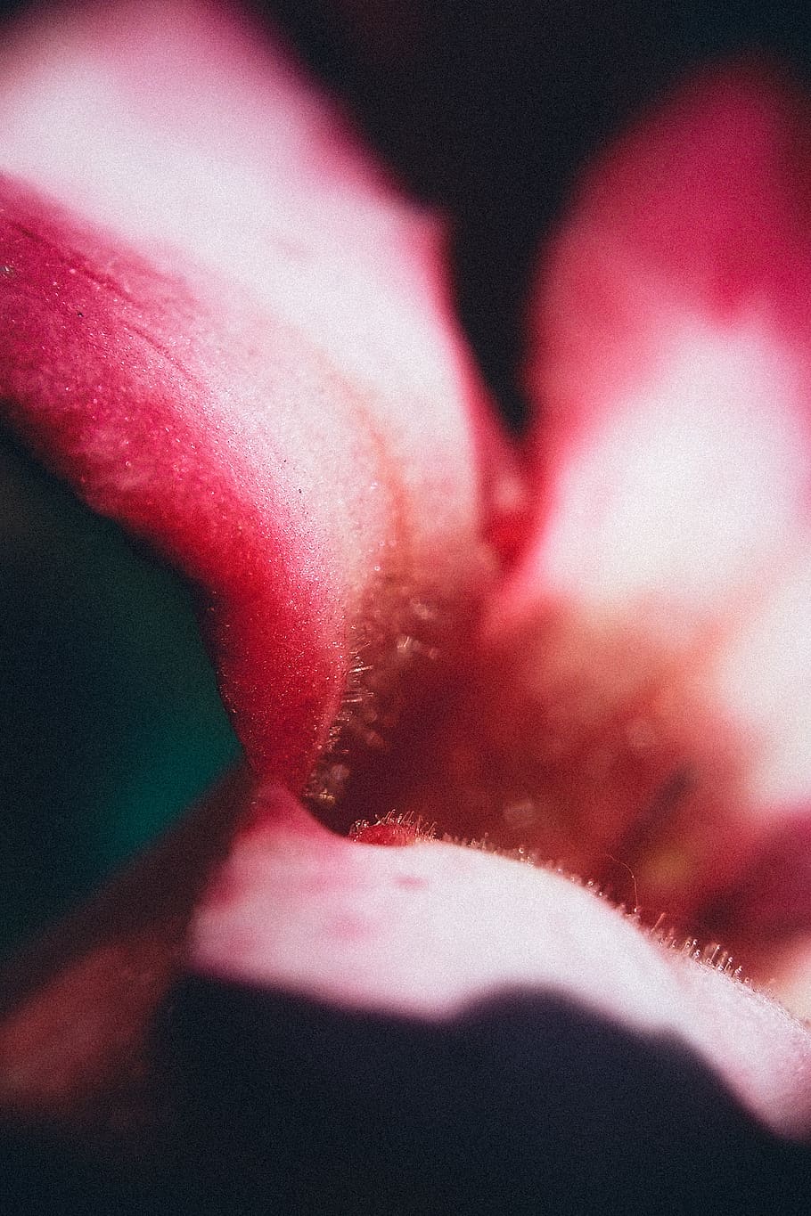 flower, close up, mobile, macro, close-up, selective focus HD wallpaper