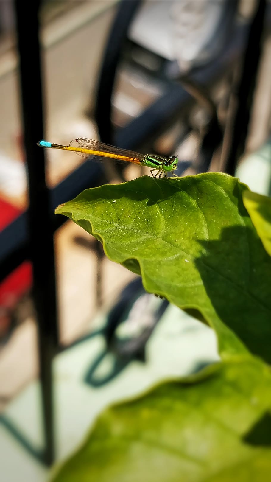 dragon fly, insect, oneplus 5, shotononeplus, smartphone photography, HD wallpaper