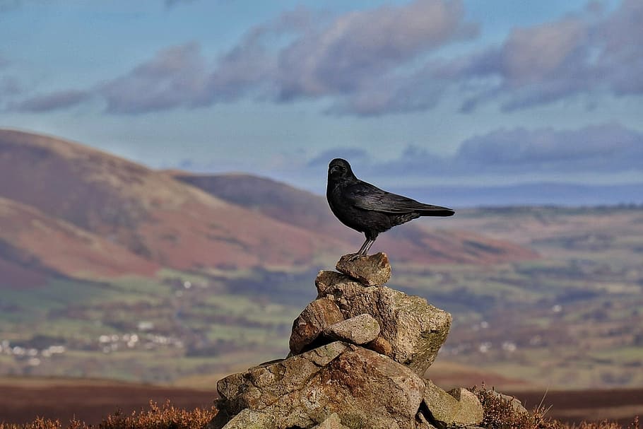 nature, sky, mountain, rock, outdoors, bird, animal themes HD wallpaper