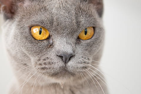 cat, face, angry, funny, pet, animal, portrait, fur, mackerel HD wallpaper