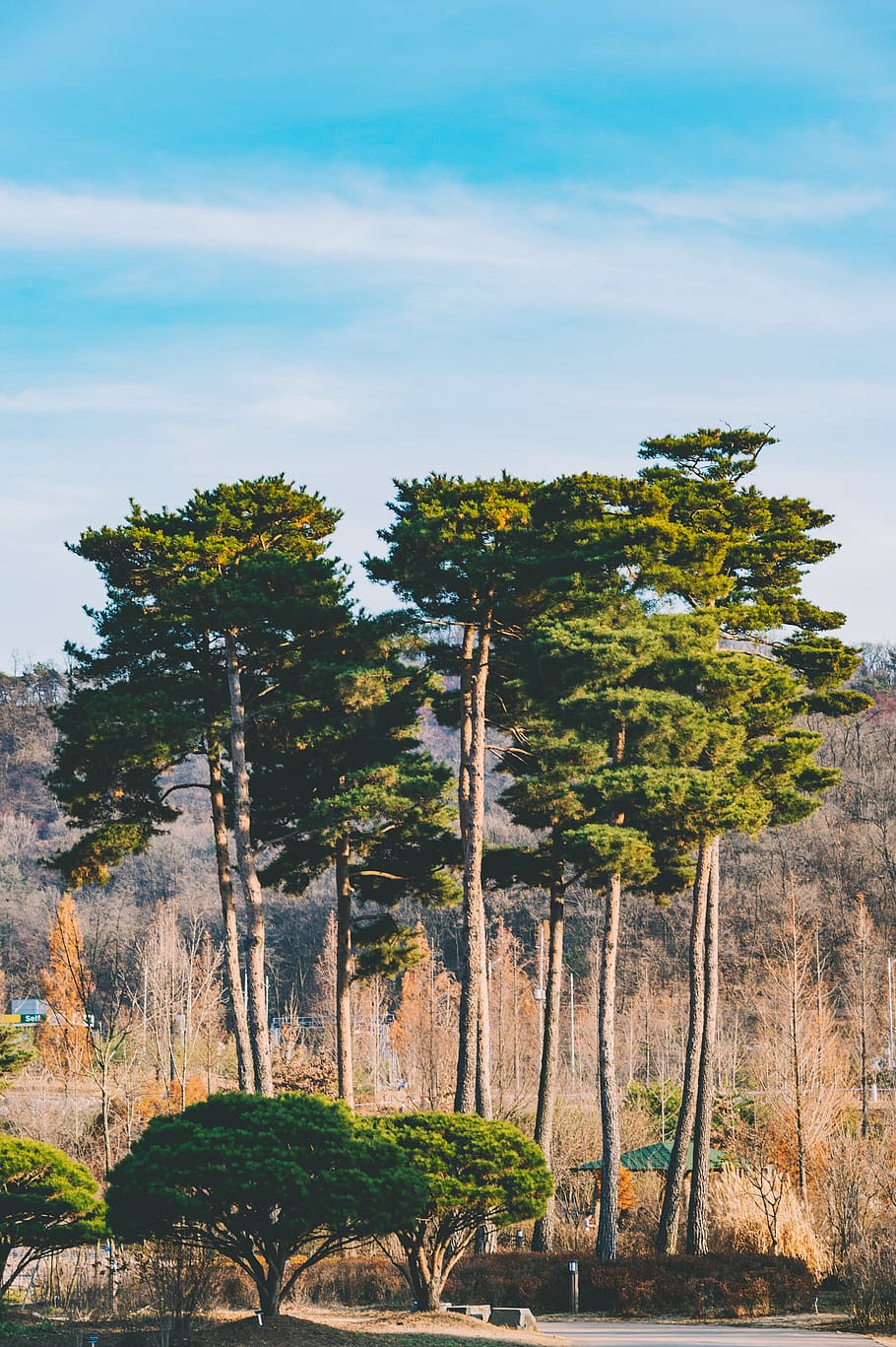 green leafed trees during daytime, plant, fir, abies, outdoors HD wallpaper