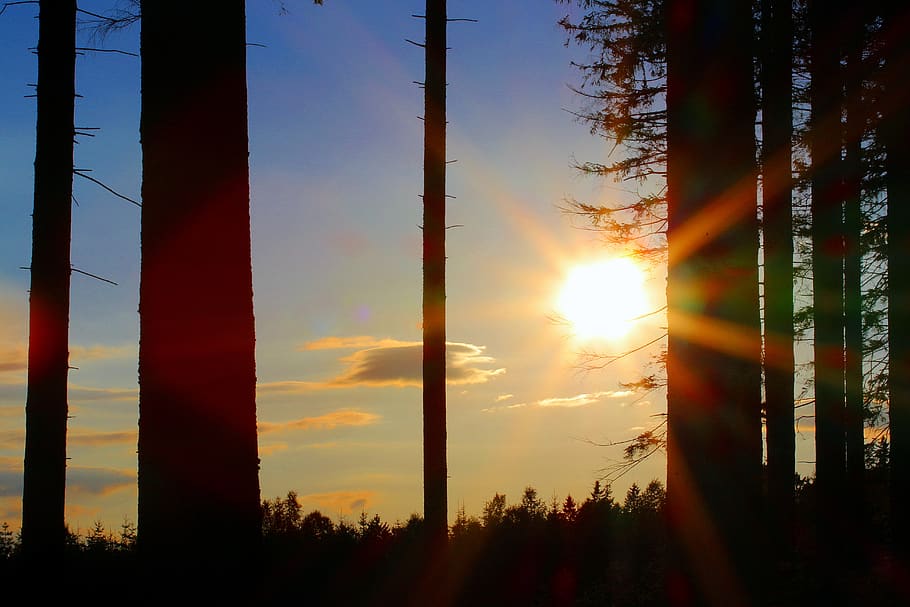 Silhouette of Trees during Golden Hour, dawn, forest, nature HD wallpaper