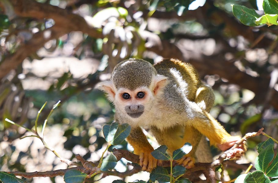 tree, nature, wildlife, monkey, primate, little, wood, cute HD wallpaper