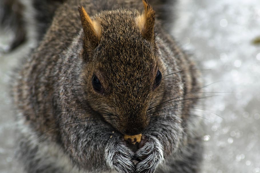 canada, montreal, squirrel, closeup, macro, animal, animal themes HD wallpaper