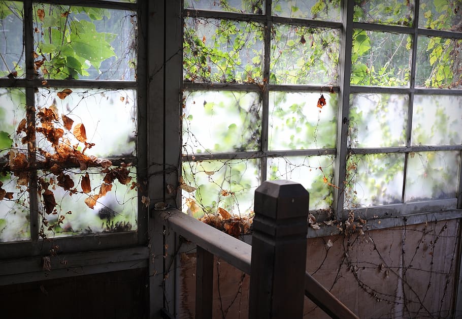 ruins, windows, old windows, building, no people, plant, day HD wallpaper
