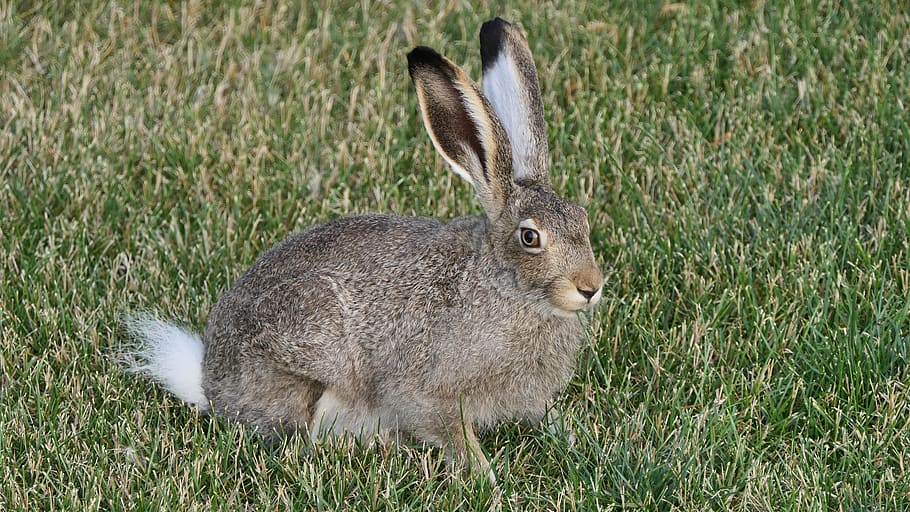 hare, rabbit, jack rabbit, winnipeg, manitoba, canada, bunny HD wallpaper
