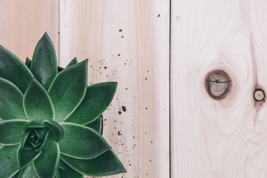 Close-Up Photo of Green Succulent Plant, dark green, decor, design HD wallpaper