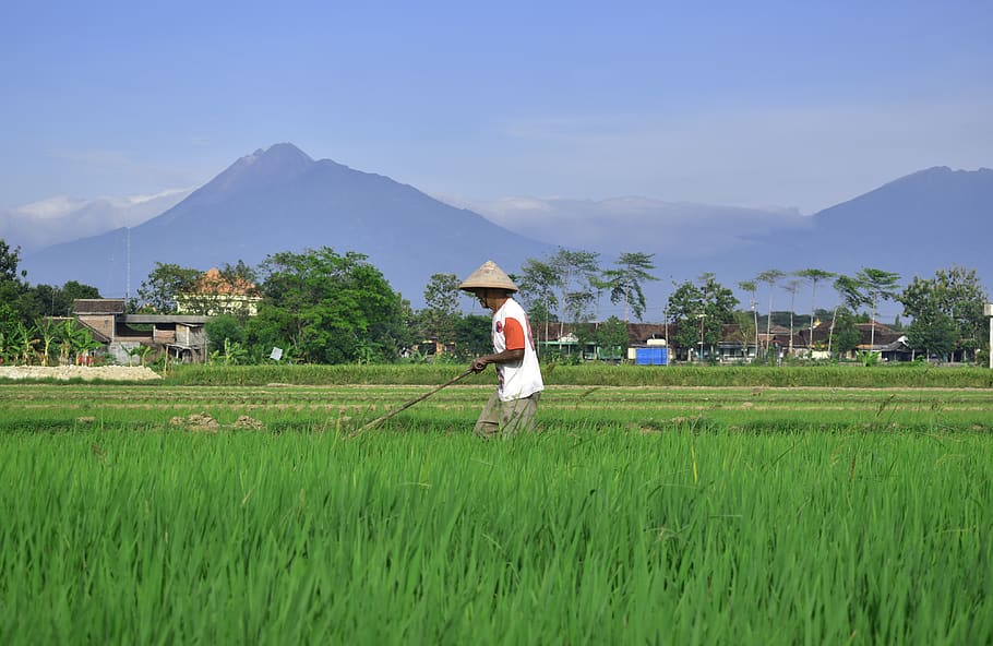 plant, mountain, land, field, agriculture, farm, real people HD wallpaper