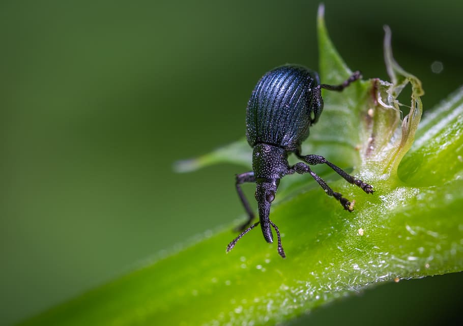 Black Beetle, bug, close-up, insect, little, macro, invertebrate HD wallpaper