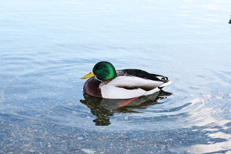 duck, water, lake, animals in the wild, bird, animal themes HD wallpaper