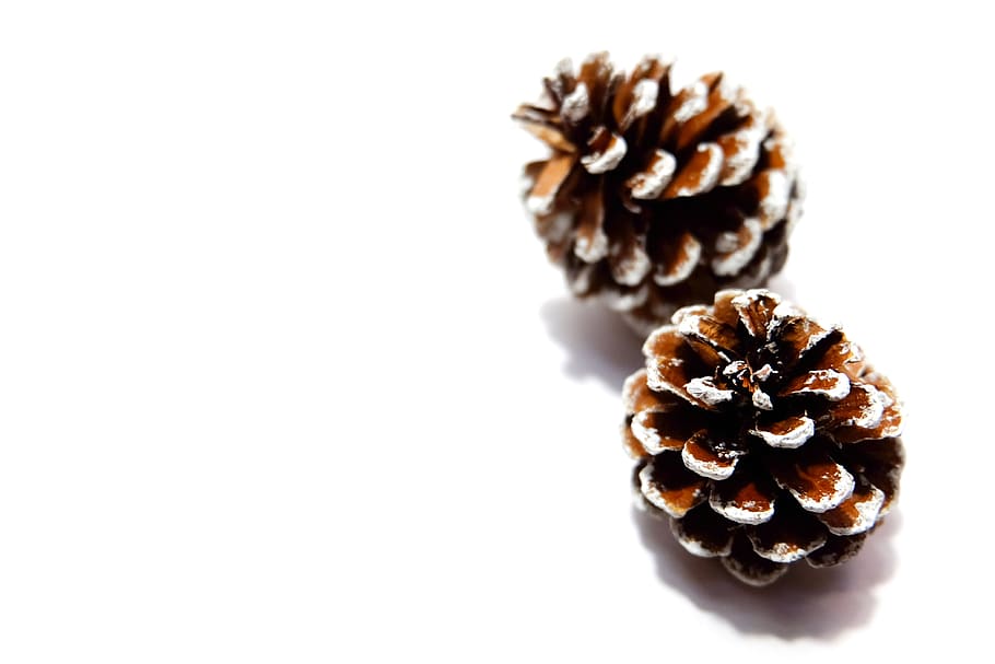 Two Brown-and-white Pine Cones, dry, white background, studio shot HD wallpaper