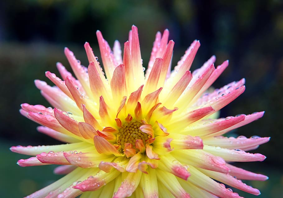 dahlia, blossom, bloom, flower, dahlia garden, petals, flowering plant HD wallpaper