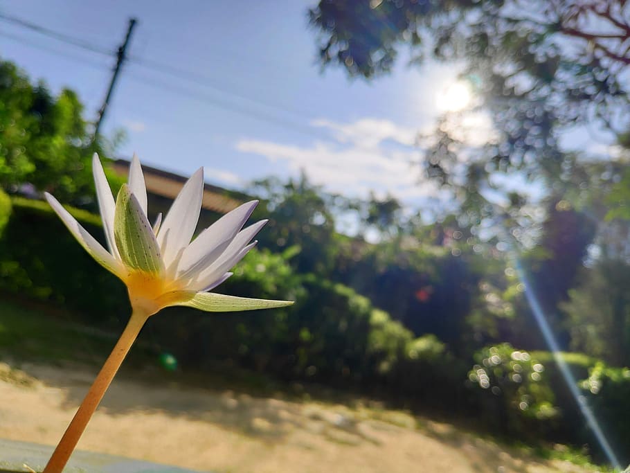 flower, nature, green, plant, growth, flowering plant, vulnerability HD wallpaper