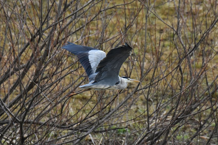 animal, river, waterside, bird, wild birds, heron, gray heron HD wallpaper
