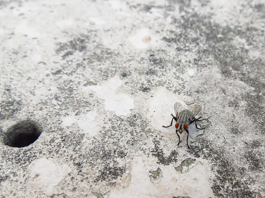 Grey and Black Fly on Grey and White Surface, concrete, ground HD wallpaper