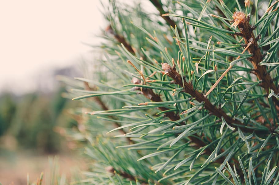 holiday, twig, stick, forest, christma, evergreen, macro, tree HD wallpaper
