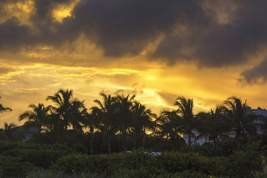 sunset, beach, palmtree, trees, ocean, sky, sunsets, clouds HD wallpaper