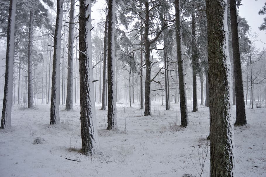 sweden, tree, trees, winter, nature, outside, forest, snow HD wallpaper