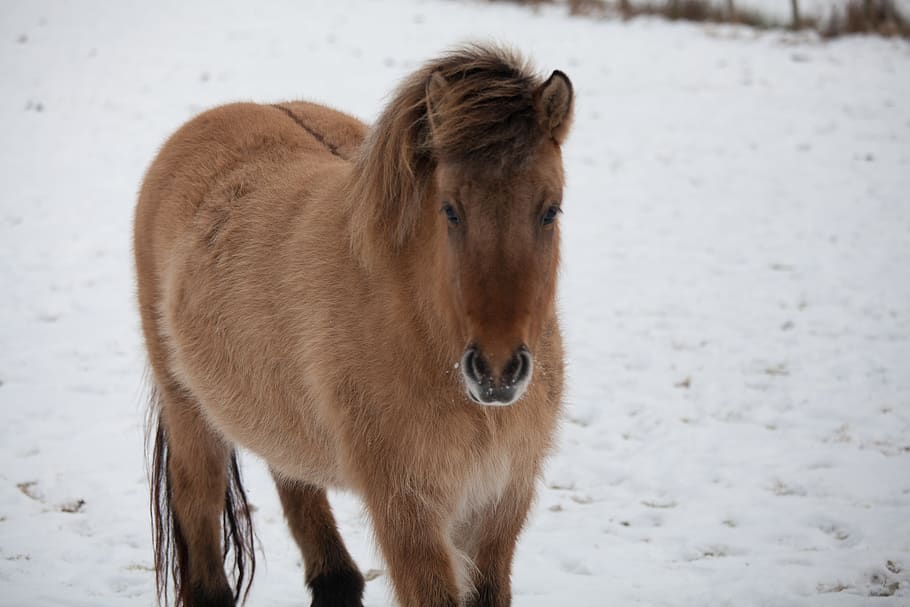 horse, icelandic horse, winter, outdoor, snow, animal, wind, HD wallpaper