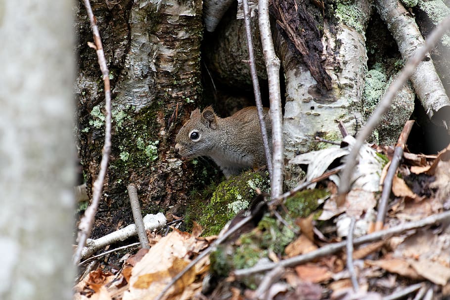 Shallow Focus Photography of Brown Squirrel, animal, bark, cute HD wallpaper